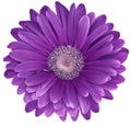 Purple gerbera flower  isolated on a white  background. No shadows with clipping path. Close-up. Royalty Free Stock Photo