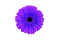 Purple gerbera flower isolated on white background. Royalty Free Stock Photo