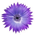 Purple gerbera flower on white isolated background with clipping path. Closeup. For design Royalty Free Stock Photo