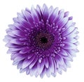 Purple gerbera flower, white isolated background with clipping path.   Closeup.  no shadows.  For design. Royalty Free Stock Photo