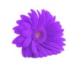 Purple gerbera isolated on white Royalty Free Stock Photo