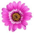 Purple gerbera with yellow hart