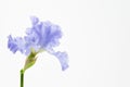 Purple german bearded iris Royalty Free Stock Photo