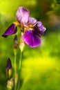 Purple German Iris or Iris germanica