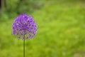 Purple Giant allium gladiator bloom in a spring garden