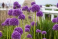 Purple Giant allium gladiator bloom in a spring garden