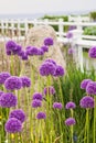 Purple Giant allium gladiator bloom by a fence in a spring garden