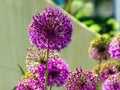 Purple Giant Allium or onion flower closeup with blurred background Royalty Free Stock Photo