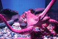 Purple giant octopus sleep float on water and attach to fish carbinet Royalty Free Stock Photo