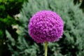 Purple giant onion flower or Giganteum Allium on macro view