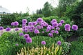 Purple giant onion flowers blooming in the Helsinki Botanical Garden in spring, Allium giganteum Royalty Free Stock Photo