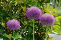 Purple giant onion flowers