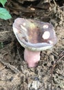 Purple Gilled Laccaria Mushrooms