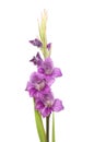 Purple gladioli flowers Royalty Free Stock Photo