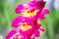 Purple gladiolus in the field, gladiolus in the field Royalty Free Stock Photo