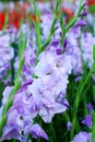 Purple Gladiolus flower in field. Representation to Splendid Beauty and promise.