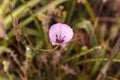 Purple gleam California poppy flower Royalty Free Stock Photo