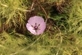 Purple gleam California poppy flower Royalty Free Stock Photo