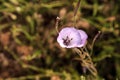 Purple gleam California poppy flower Royalty Free Stock Photo