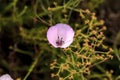 Purple gleam California poppy flower Royalty Free Stock Photo