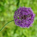 Purple globe allium on a bent stem