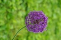 Purple globe allium flower Royalty Free Stock Photo