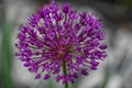 Purple Allium, Ornamental Onion Flower Blooming Royalty Free Stock Photo