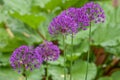 Purple Allium, Ornamental Onion Flower Blooming Royalty Free Stock Photo