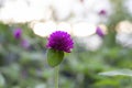 Purple Globe Amaranth or Bachelor Button with sunlight in the garden on nature background. Royalty Free Stock Photo