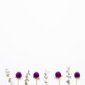 Purple globe amaranth flowers with eucalyptus leaves on white background Royalty Free Stock Photo