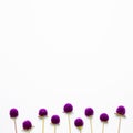 Purple globe amaranth flowers on white background Royalty Free Stock Photo