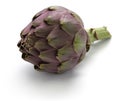 Purple globe artichoke