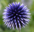 Echinops Or Globe Thistle