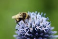 Purple globe thistle flower in close up with bumblebee