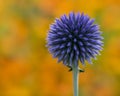 Purple Globe Thistle II