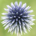 Purple Globe Thistle II