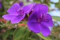 Purple glory bush blossom in Auckland, New Zealand