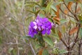 Purple glory flower, Tibouchina granulosa, Serra da Canastra, Brazil