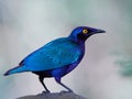 Purple glossy starling Lamprotornis purpureus Royalty Free Stock Photo