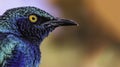 Purple glossy starling (Lamprotornis purpureus)