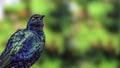 Purple glossy starling (Lamprotornis purpureus)