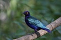 Purple glossy starling Lamprotornis purpureus Royalty Free Stock Photo