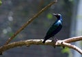 Purple Glossy Starling, Lamprotornis purpureus Royalty Free Stock Photo