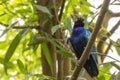 A Purple glossy starling Lamprotornis purpureus sitting on a branch Royalty Free Stock Photo