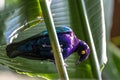 Purple Glossy Starling Watching Royalty Free Stock Photo