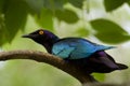 Purple Glossy Starling Royalty Free Stock Photo