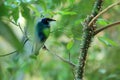 Purple glossy-starling Royalty Free Stock Photo