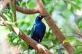 purple glossy starling sitting in a green tree Royalty Free Stock Photo