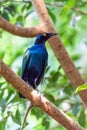 purple glossy starling sitting in a green tree Royalty Free Stock Photo