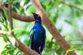 purple glossy starling sitting in a green tree Royalty Free Stock Photo